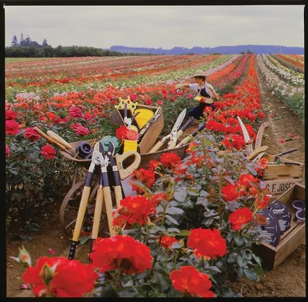 Yardvark in rose field