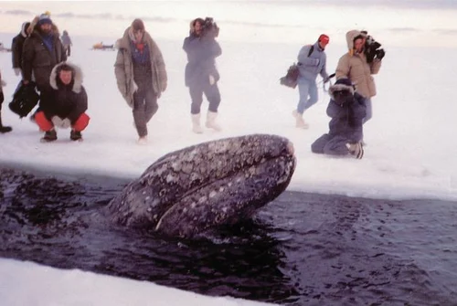 indigenous community using chainsaws to cut breathing holes in the ice